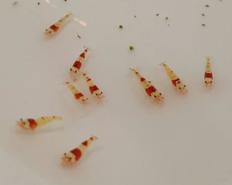 Red Crystal Shrimp ~ 1cm - 2cm